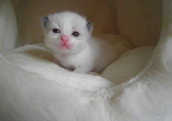 mâle seal bicolour -1   15 jours - Chatterie Ragdolls du Val de Beauvoir